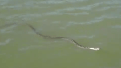 Watch This Big Ol Python Do A Jesus Impression Across The Surface Of The Murray
