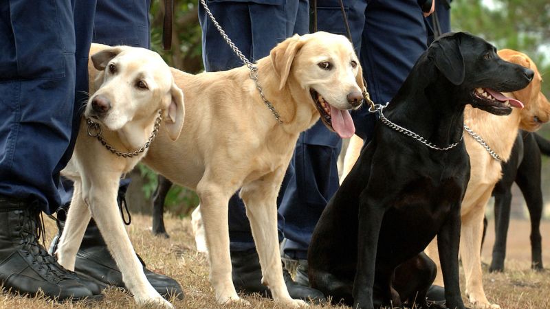 Outrage After NSW Sniffer Dogs Granted Insane New Powers Over Festivalgoers