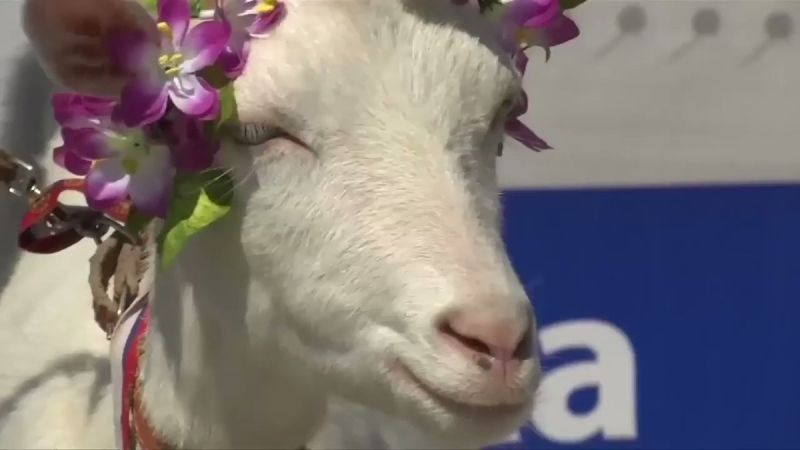 A Psychic Goat Did Not Correctly Predict The Final Denmark-Australia Score