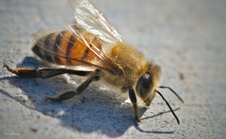 California Woman In Hospital After Being Swarmed By 80,000 Bees