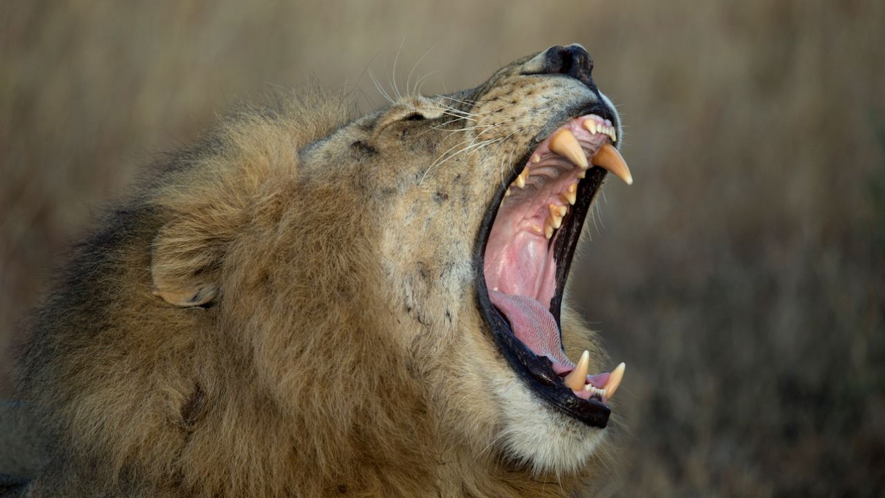 Suspected Rhino Poachers Torn To Bits By Lions At South African Game Reserve