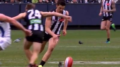 Magpies Skipper Scott Pendlebury Bounces Ball On Unsuspecting Pigeon 