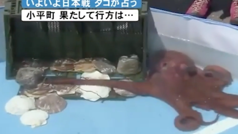 Octopus That Predicted 3 Of Japan’s World Cup Results Killed & Sold As Food