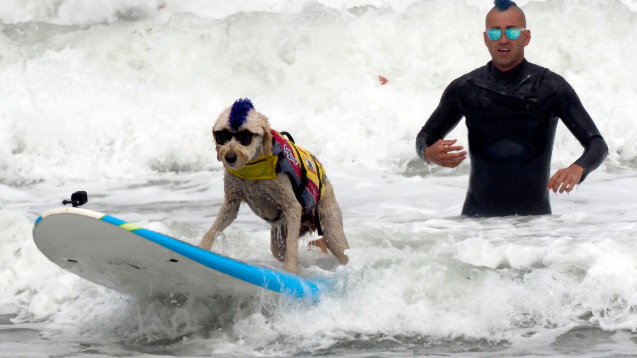 A Loving Gander At The Delightful World Dog Surfing Championships Of 2018