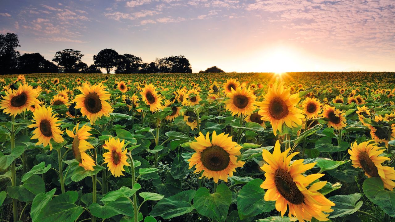 Hordes Of Instagrammers Force A Canadian Sunflower Farm To Ban Visitors