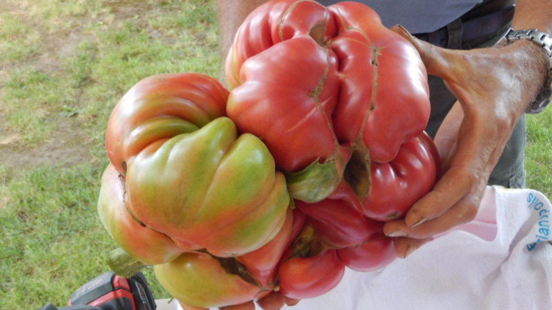 Somebody Please Put The World’s Largest Tomato Out Of Its Misery Right Now