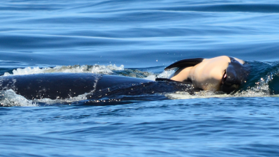 Orca Mum Finally Releases Her Dead Calf After Carrying Her For Almost 3 Weeks
