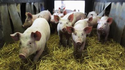 UK Facing More Expensive Bacon As Heatwave Makes Pigs Less Fertile