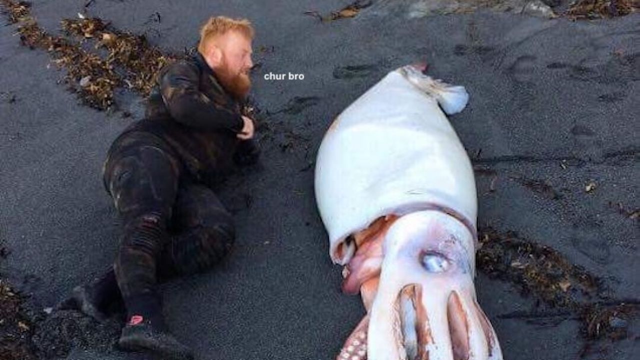 RIP In Peace This Giant Squid That Washed Up On A New Zealand Beach Yesterday