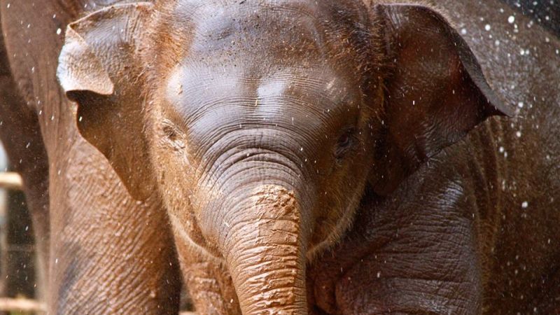8 Y.O. Elephant Dies At Taronga Zoo After Sudden Illness