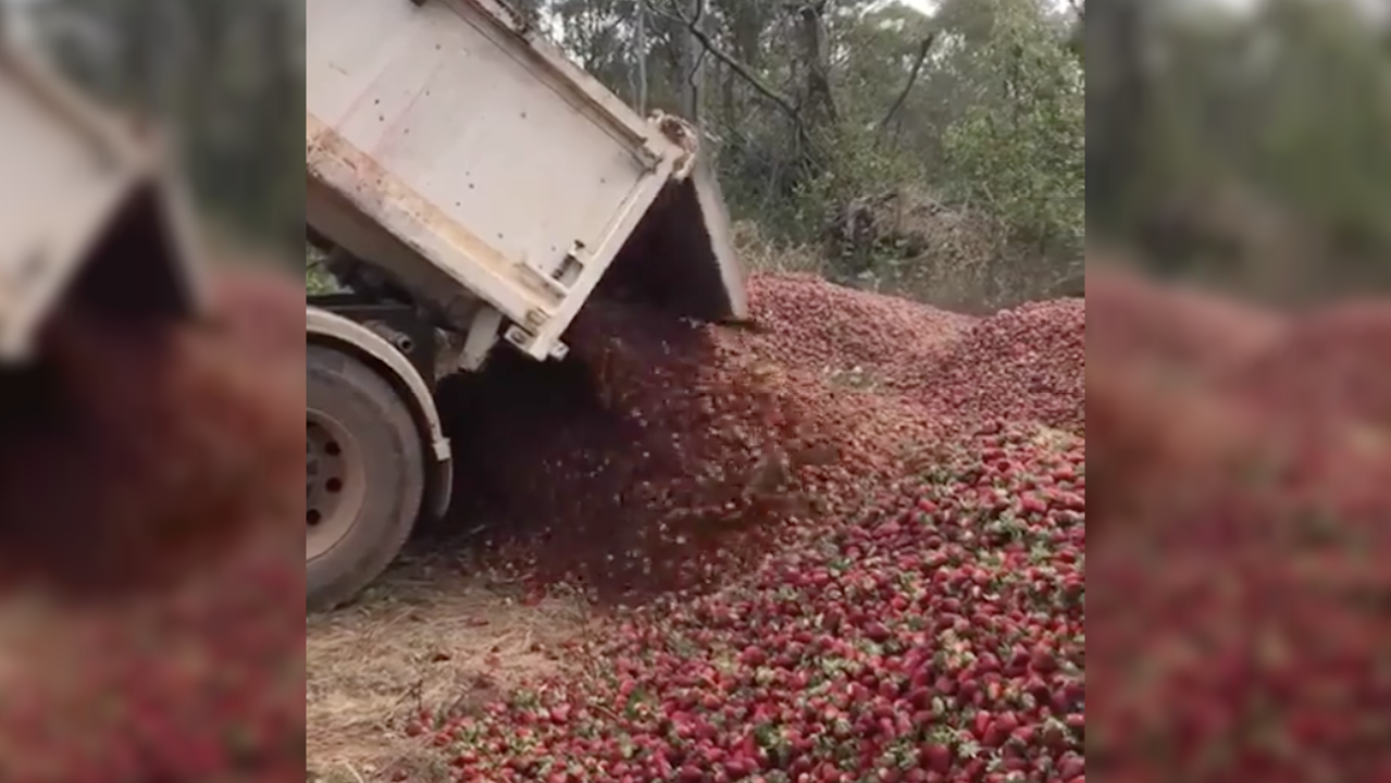 Video Of QLD Berry Farmer’s Tragic Wastage Goes Viral As Scandal Continues