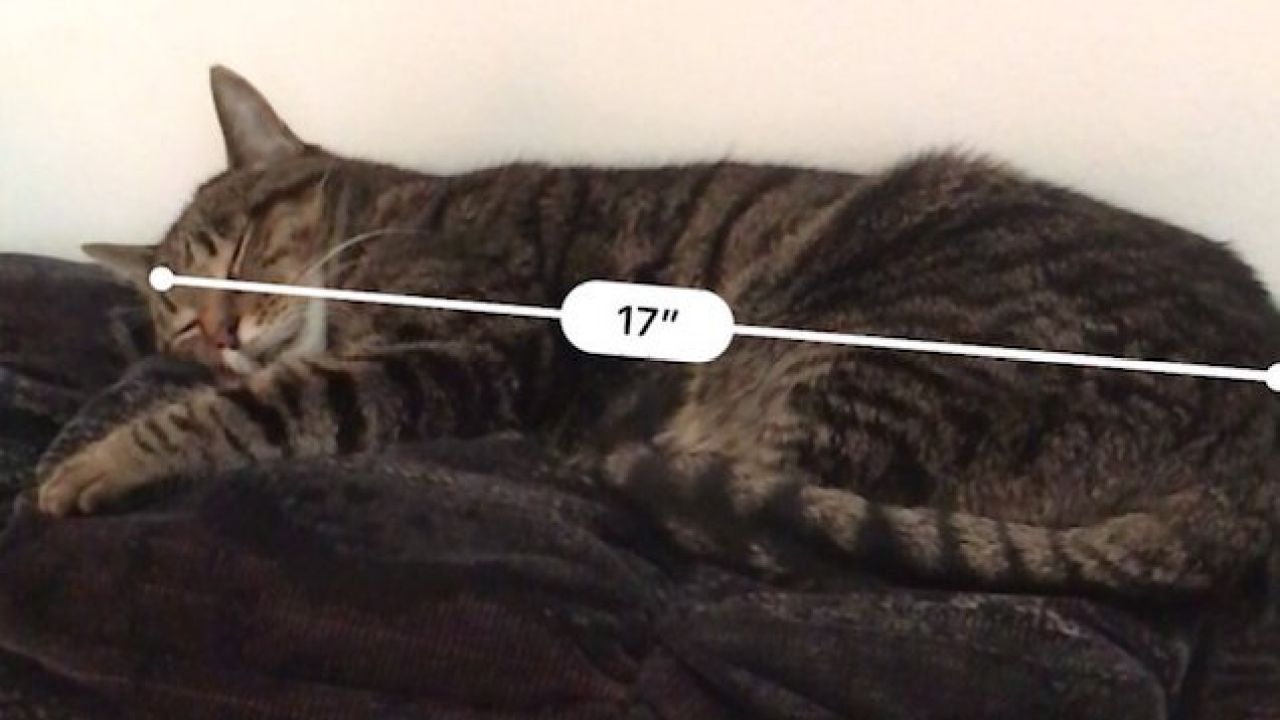 Folks Are Using iOS 12 To Measure The Length And / Or Girth Of Their Cats
