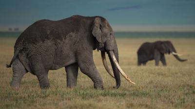 Experts Fear Record Levels Of Elephant Poaching After Discovery Of 87 Bodies