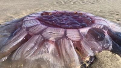 Wretched Purple Sea Beast Emerges On NZ Beach To Flaunt Its Hideous Existence