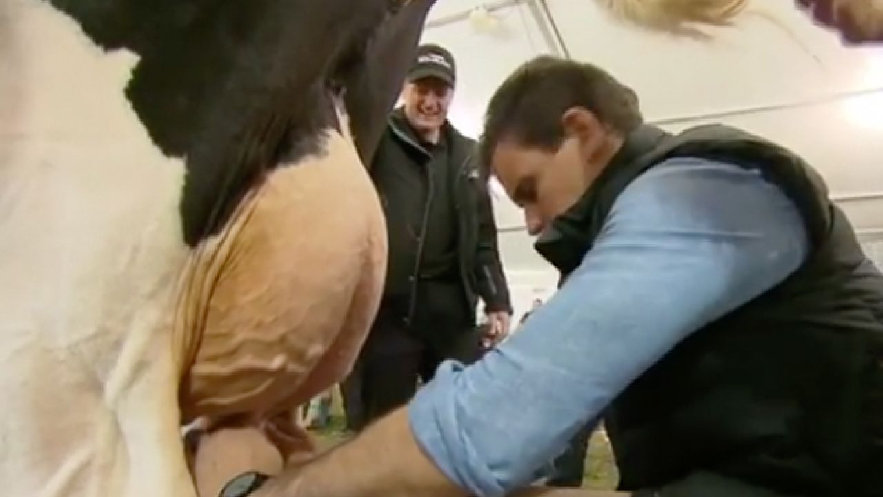 Here’s Footage Of A Cow Shitting On An Adelaide Journo’s Head