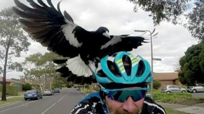 Magpie Swooping Season Is Officially Back In Full Force & God Save Us All