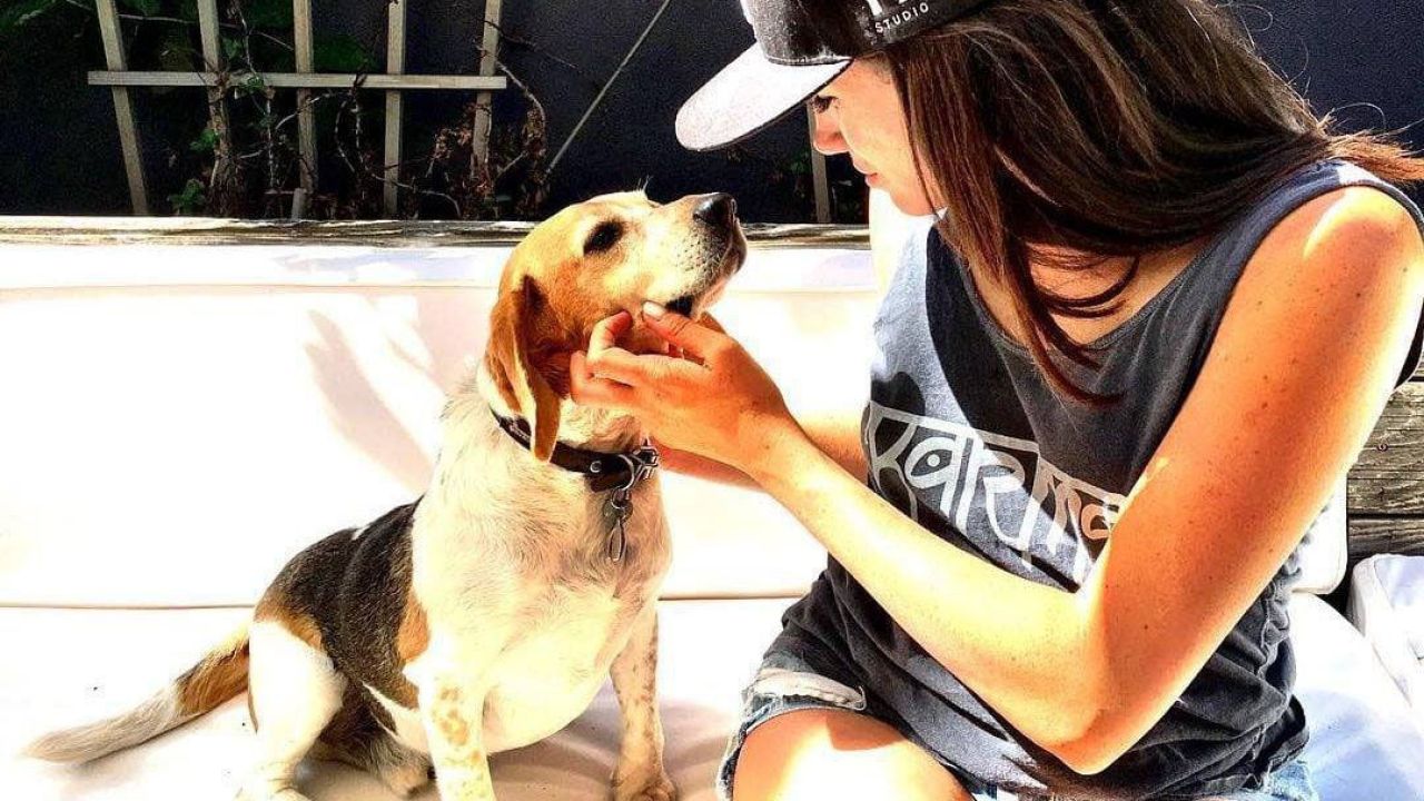Meghan Markle’s Rescue Dog, Guy The Beagle, Is Sniffing At His Own Book