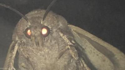 The Best Moth Memes To Fly Around & Into Repeatedly Like A Fucking Maniac