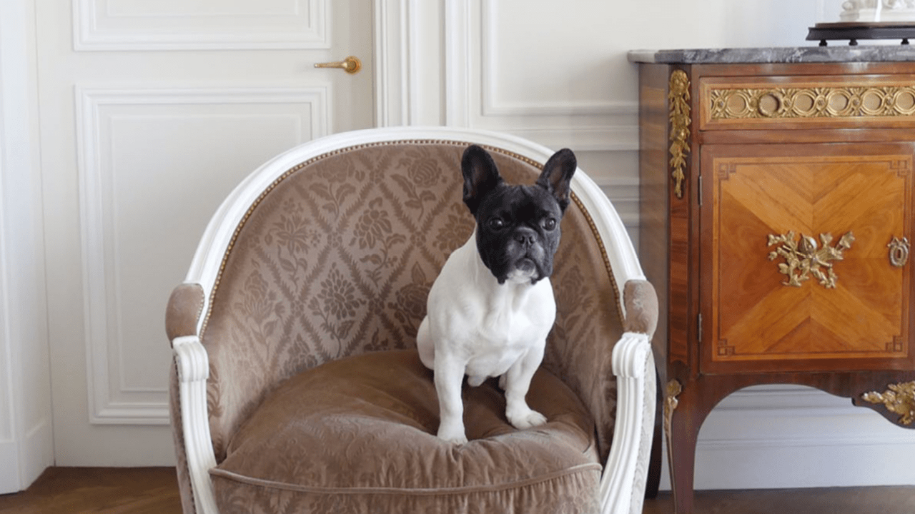 This Luxe Paris Hotel Will Treat Your Pet Like The God Damn Royalty They Are