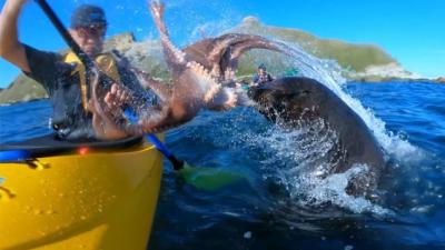 Here’s A Seal Slapping The Piss Out Of A Kayaker With An Octopus