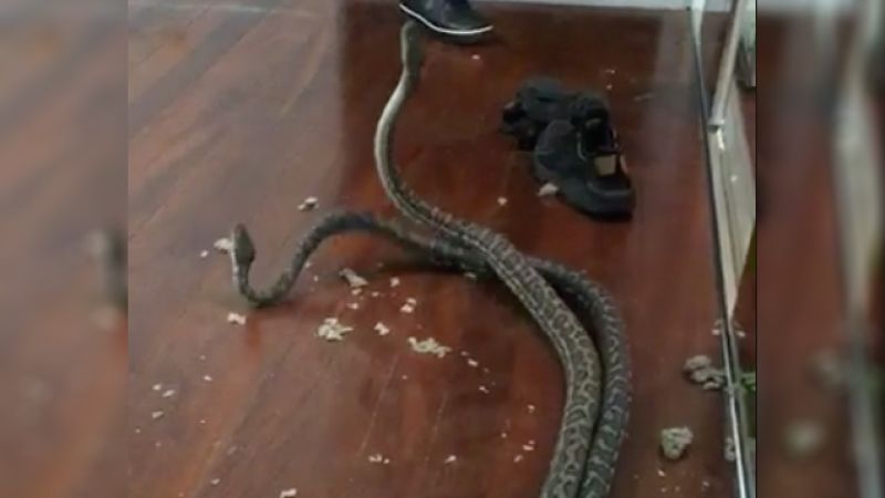 Action Hero Snakes Bust Through QLD Family’s Bedroom Roof To Continue Fight