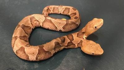 Two-Headed Snake Found In The US Offers Two Nopes For The Price Of One