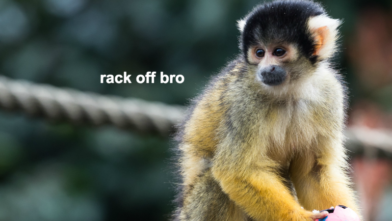 NZ Court Hears Squirrel Monkeys May Have Bashed A Convicted Zoo Burglar