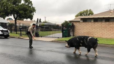 Watch Cops Use Doritos To Lure This Very Big, Very Lost Pig Back To His House