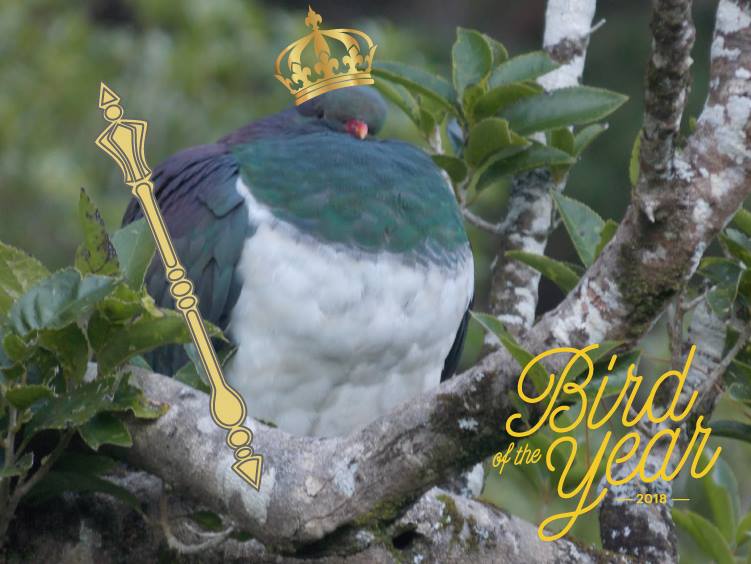 kereru wood pigeon new zealand bird of the year