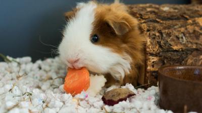 A Veritable Fuckload Of Sweet Angelic Guinea Pigs Need Homes In Brissie RN