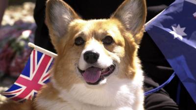 Queen Elizabeth’s Last Remaining Corgi Has Passed Away At The Age Of 12
