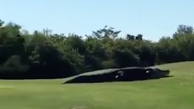 WATCH: The Unsettlingly Enormous Florida Golf Course Alligator Has Returned