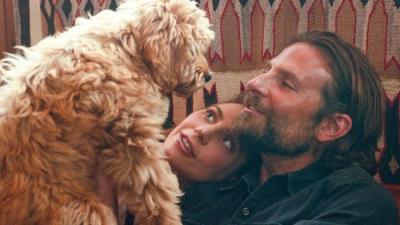 Bradley Cooper Cops PETA Award For Casting His Doggo In ‘A Star Is Born’