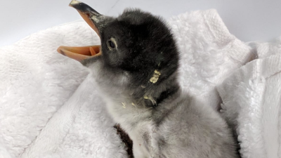 Sydney’s Gay Penguin Couple Hatched Their First Baby Pingu & It’s Too Much