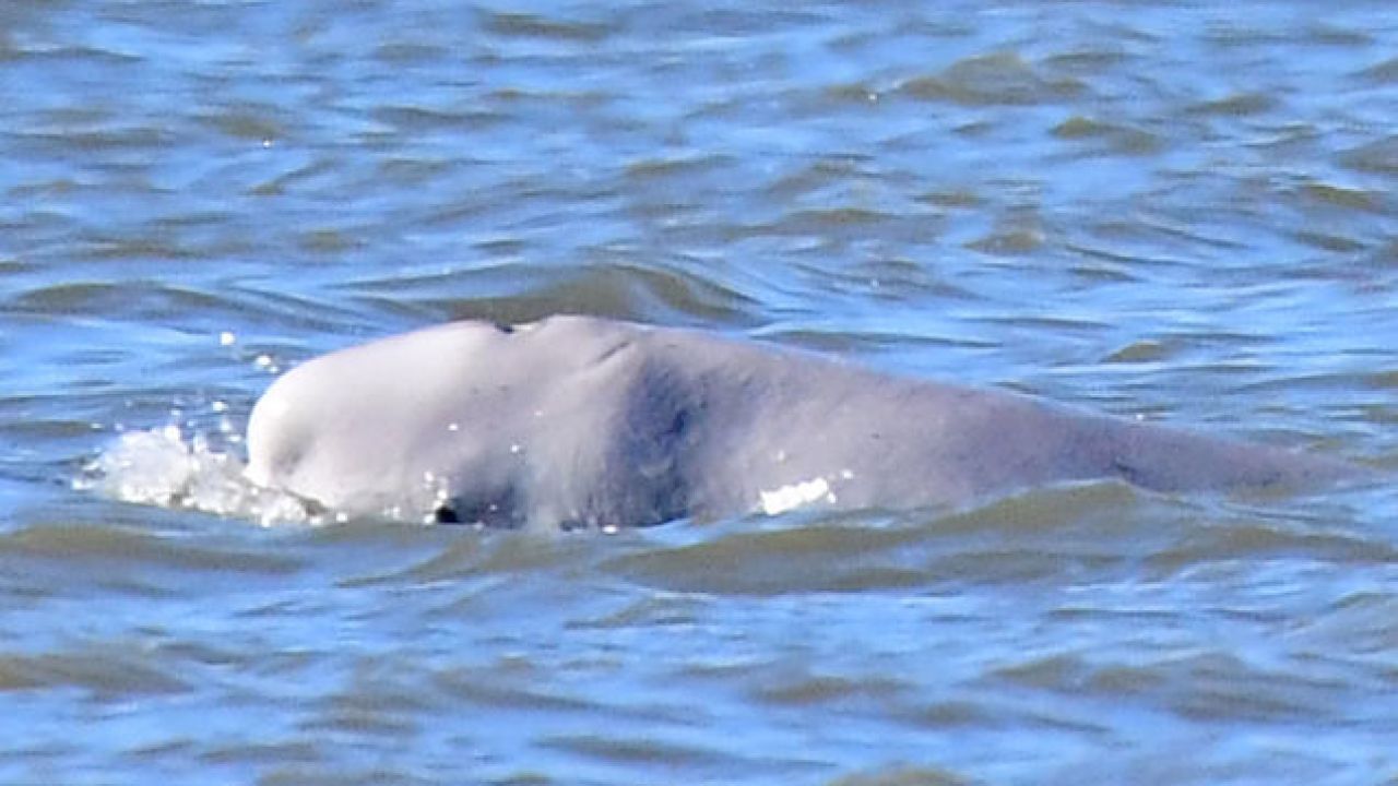 At Least One Scientist Wants To ‘Free Willy’ The Thames Beluga To Iceland