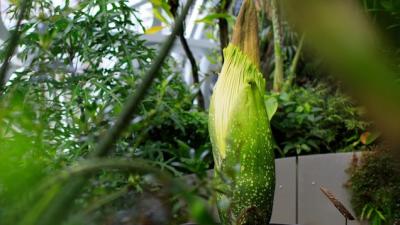 Amazon HQ Treated To The Rotten Meat Smell Of A Blooming Corpse Flower