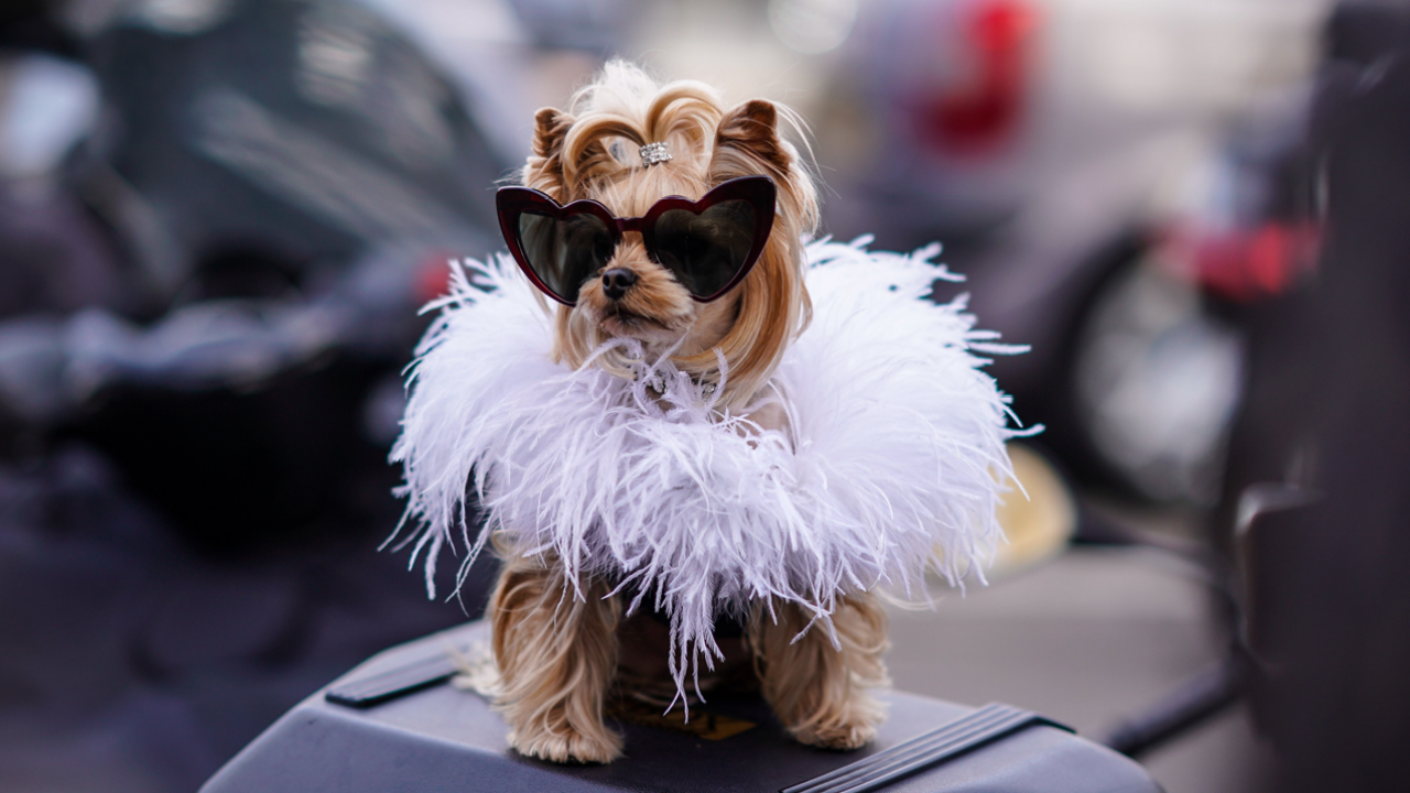 Here’s An RSPCA-Approved Guide To Picking Humane Halloween Dog Costumes