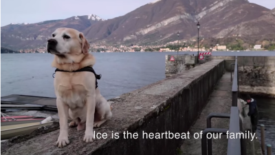 Netflix Drops Trailer For ‘Dogs’, The Doco Dedicated To Your Floofer Friends