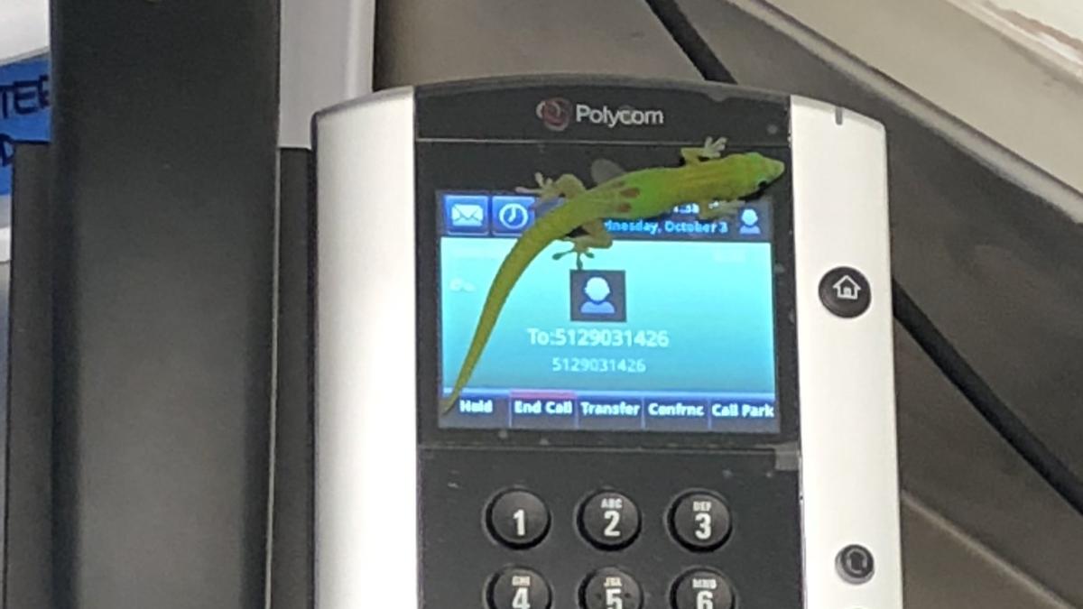 gecko hawaii phone prank calls