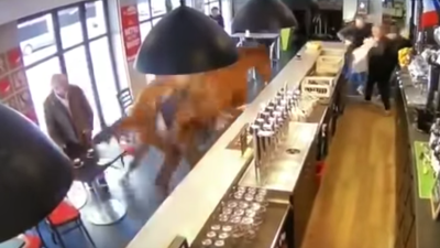 Watch This French Racehorse Charge Into A Bar & Write Your Own Goddamn Joke