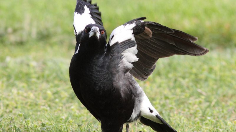 Parliament Is At The Mercy Of Aggro Magpies & Trying To Figure Out What To Do