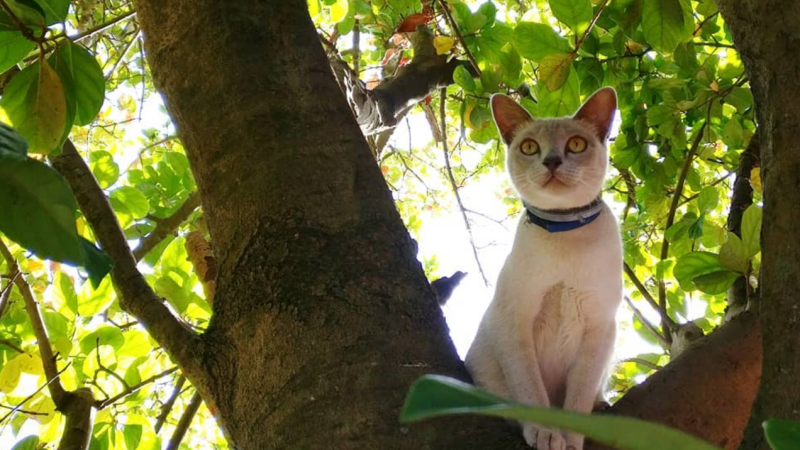 A Sydney Council Is Planning A ‘Cat Ban’, Includes Fines For Roaming Kitties