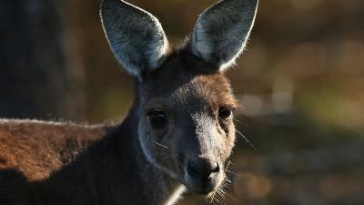 A US School District Is Freaking Out After Kids Were Fed Kangaroo Chilli