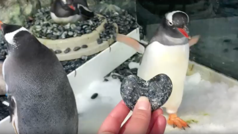 Sydney Aquarium Share Videos Of Loved-Up Boy Penguins & Perfection Truly Exists