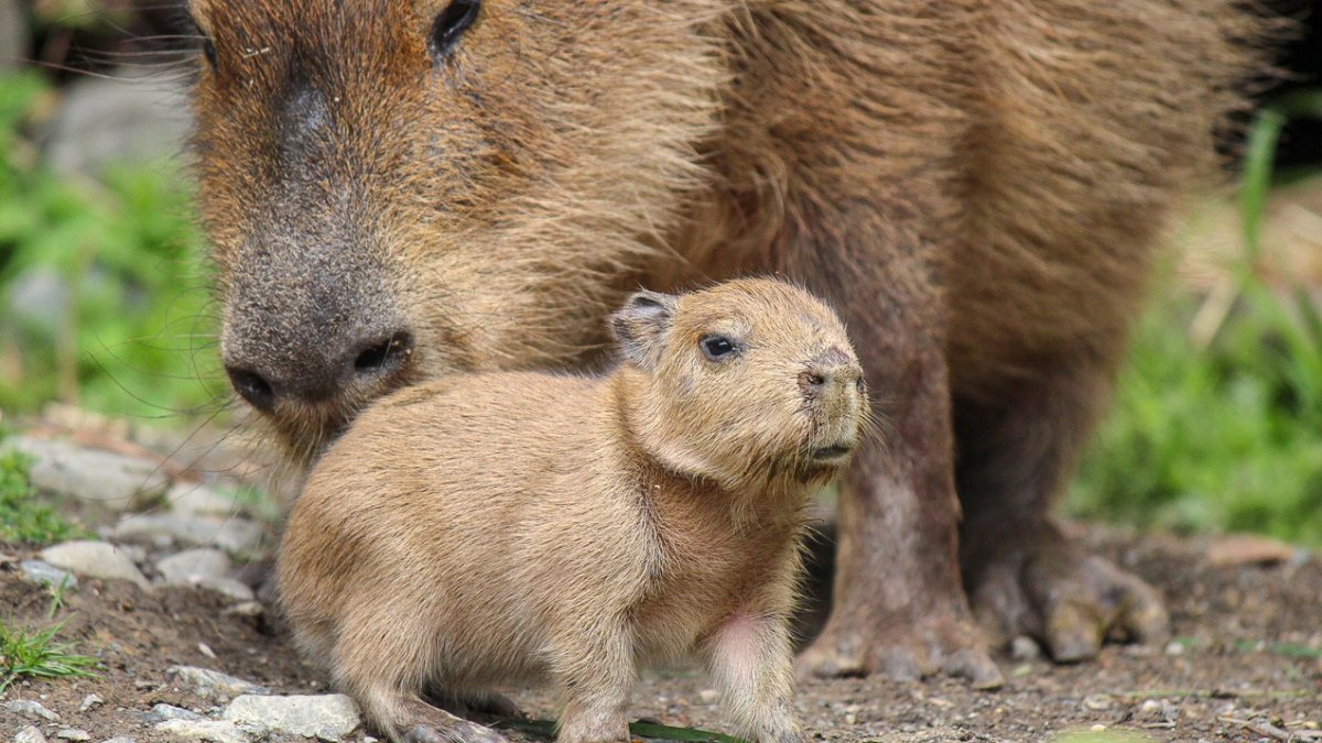 A NZ Zoo Welcomed A Bumper Capybara Litter & They're Illegally Cute