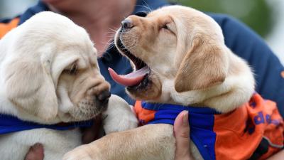 Guide Dogs NSW Will Flood Sydney With Lots Of Cuddly Puppies Next Week 