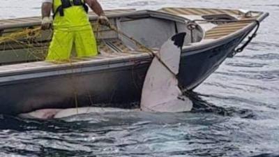Massive 4.6-Metre Great White Caught In Shark Nets Off Maroubra