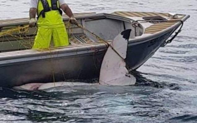 Massive 4.6-Metre Great White Caught In Shark Nets Off Maroubra