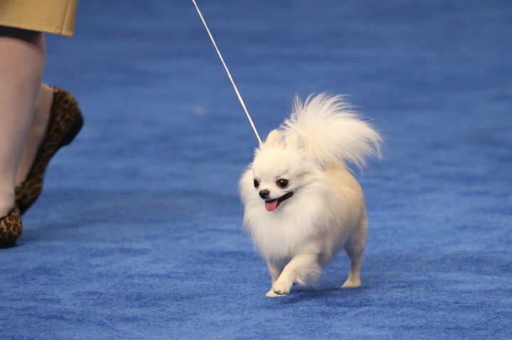 Whisper “Oh, Good Dog” At All The Pups Of The 2018 US National Dog Show