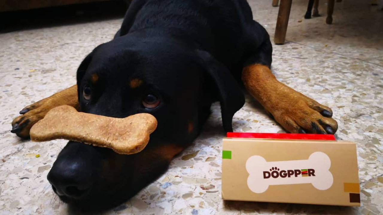 Burger King Drops A Dog-Friendly Whopper To Stop Dinnertime Puppy Dog Eyes